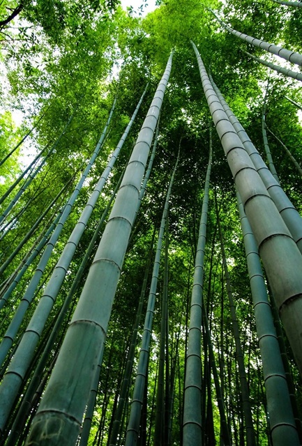 Photo of Bamboo Trees