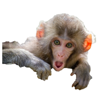 photo surprised baby monkey