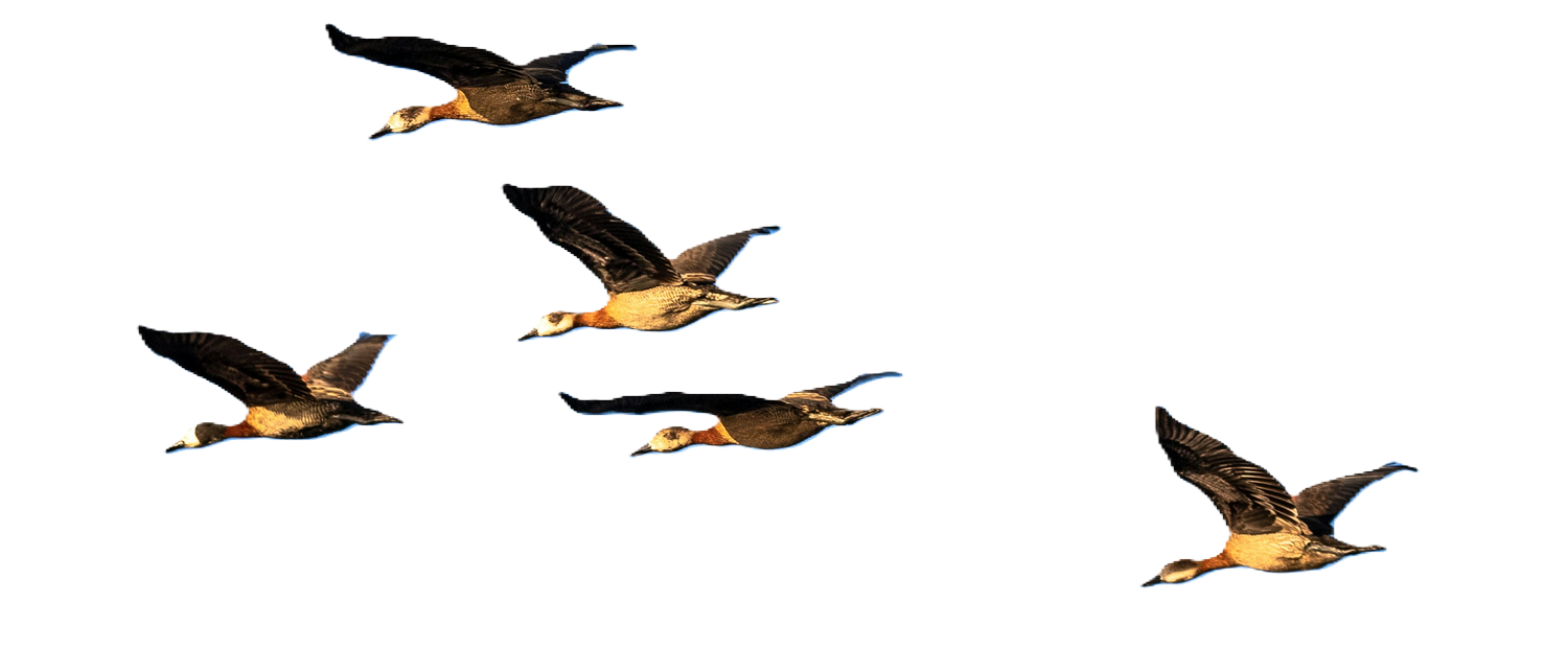 flying-geese