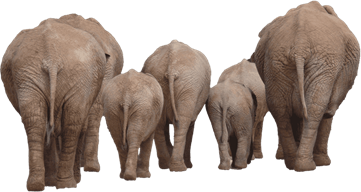 Photo of a herd of african elephant from the back