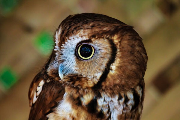 Screech Owl