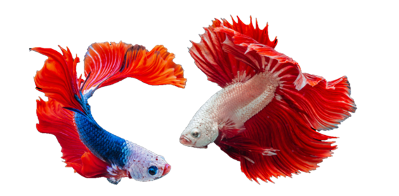 Photo of two siamese fighting fish